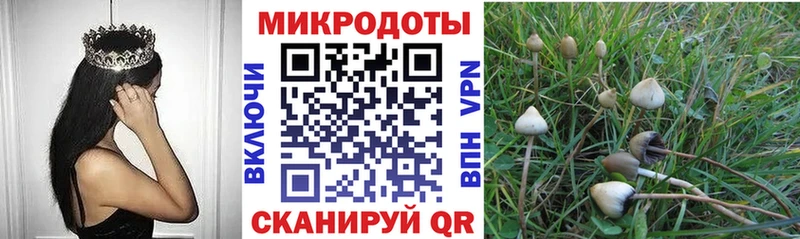 как найти закладки Артём Псилоцибиновые грибы Psilocybine cubensis